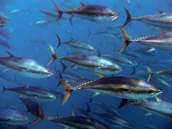 Блокчейн поможет сохранить рыбу в океане